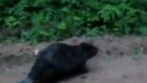Beaver kills fisherman [VIDEO]: fisherman bleeds to death after beaver bites him in leg