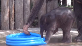 Baby elephant in pool VIDEO: Adorable elephant amuses crowds as it splashes into inflatable pool