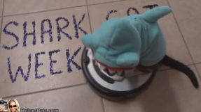 Max the Roomba Cat VIDEO 2013: New clip shows cat celebrating \'Shark Cat Week\' in iRobot Roomba vacuum