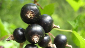 Blackcurrants from New Zealand are good for the brain