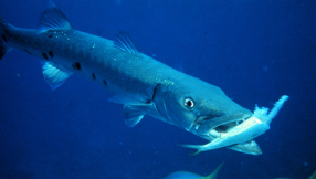Eating barracuda can make you sick, says study