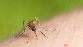 West Nile Virus in New York City