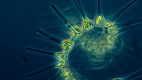 Plankton evolves human-like eye