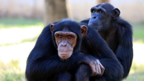 Ban on use of chimpanzees in US laboratories?