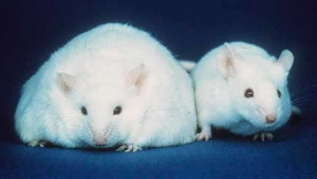 Cancer study news 2015: Obesity prolongs colorectal cancer patients\' survival, new study shows
