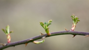 Thorn in the flesh: 3 reasons why God might keep it there