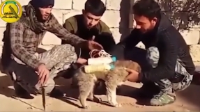 ISIS Now Using Even Dogs Strapped With Explosives To Attack Advancing Iraqi Forces