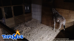 April the Giraffe giving birth live stream, latest news: When will the giraffe give birth?