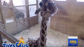 April the giraffe birth live stream: April prepares to give one last push to bring out her calf