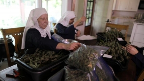 They call themselves \'nuns\' but they\'re nothing to do with the Church - they\'re harvesting cannabis...