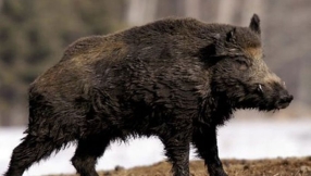 ISIS militants killed by stampeding wild boars in Iraq