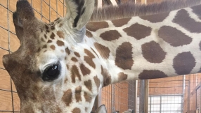 April the Giraffe baby news: Top 10 baby names revealed