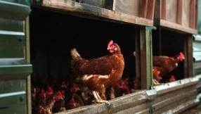 Which came first â the chicken or the Church?