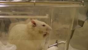 HIV/AIDS cure is one step closer after virus effectively \'snipped\' from animals for the first time