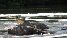 Story about Zimbabwe pastor eaten alive by crocodiles is fake news