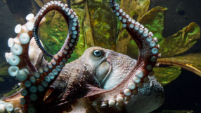 Why on earth are we eating our friends?