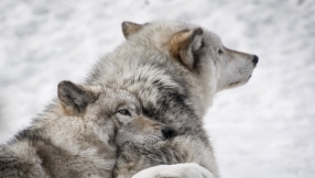 The Church has let the wolves creep in