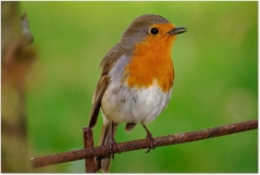 Scientists Find Bird Songs Are Strikingly Human-Like, Challenging the Logic of Evolution