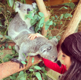 Duggar family news: Jinger and Jeremy Vuolo criticized for Koala encounter in Australia