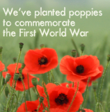 Hope and remembrance: Poppies planted to commemorate World War I centenary