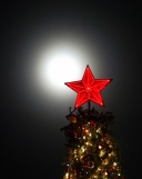 You\'ve heard of foodbanks... now \'Treebanks\' are giving poor families Christmas trees
