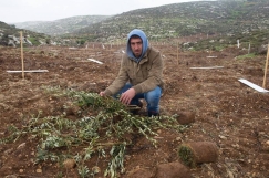 Israeli settlers uproot olive trees planted by international volunteers