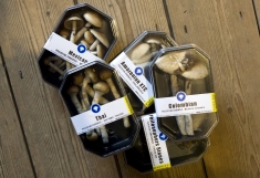 Ministers and magic mushrooms: Why religion is about more than mysticism