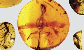 No evolution? Ancient lizards preserved in amber support Creationism, say Christian scientists